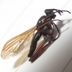 Sepedon sphegea